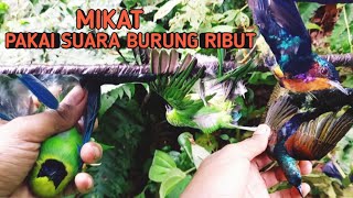 MIKAT CUCAK RANTING, HIJAU MINI DAN PULUHAN KOLIBRI