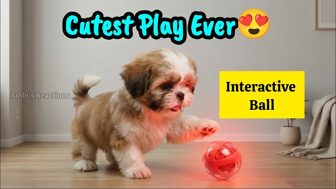 Ambi Meets an Interactive Ball for the First Time 🐾 | Shihtzu Puppy Ambi's Cutest Reaction Ever😍