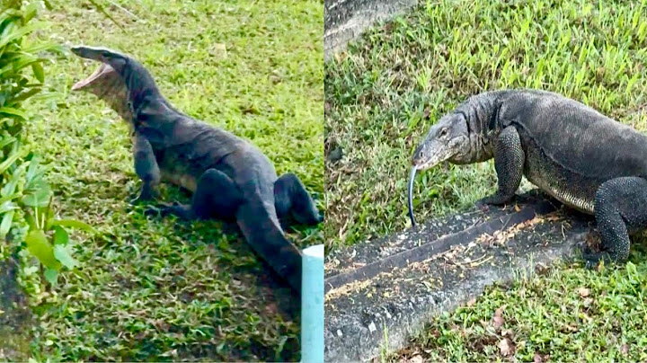 Huge Monitor Lizard spotted crawling out of the drain at Jurong