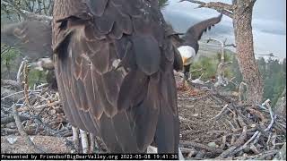 Two fish for dinner Big Bear Bald Eagle Live Nest Cam