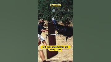 Cassowary Attack: World