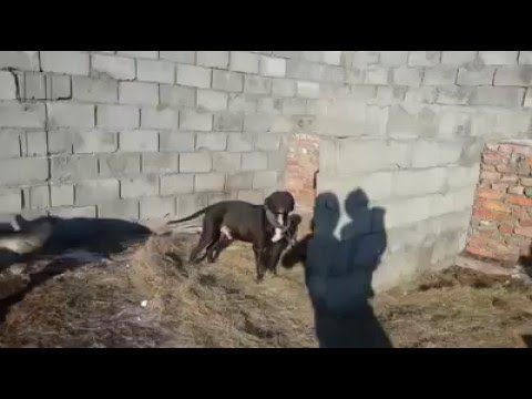 Видео: Нохойн үржлийн газрыг хэрхэн яаж хийх вэ