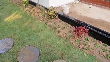 Bán buôn, bán lẻ cỏ nhung nhật trồng thảm, nền sân vườn