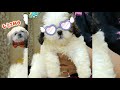 shihtzu 😲Buddy को कोई फर्क नही पड़ता l shihtzu puppy Falling Down 😱