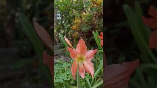 Amaryllis in the backyard are blooming. #amaryllis #flowers  #bloom #garden #gardening