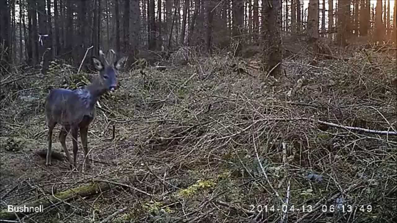 Ever Wondered Where Deer Sleep? - Kennedy Wild Bird Food Forest Camera Trap (B11)