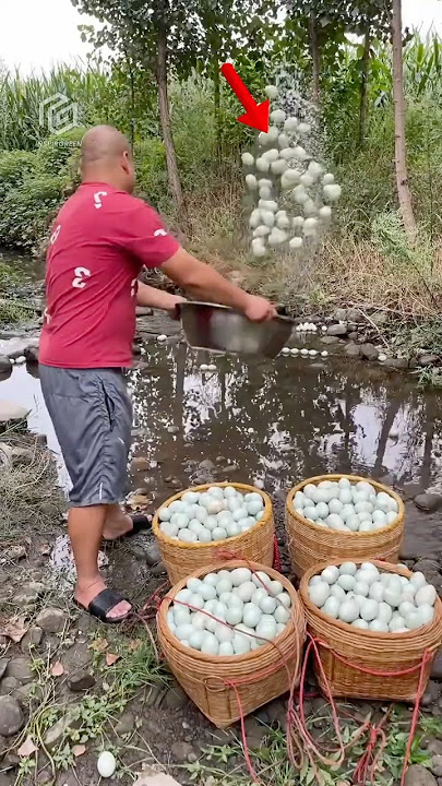 Download lagu How Chinese Duck Farmers Turn Bad Eggs into Eggs into PROFIT! 🦆🥚
