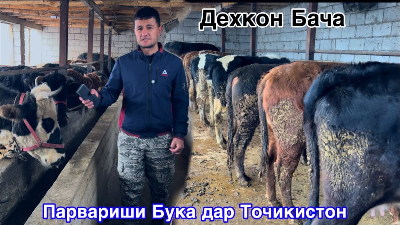 Парвариши Бука Чорвопарвари дар Точикистон, Дехкон Бача, 22 декабря 2025 г.