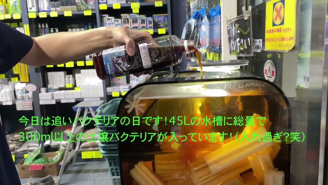 土壌バクテリア付き濾過材 海水用 すべての商品 エキゾチックアフリカ通販ショップ