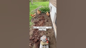 Chickens Make Great Tillers For Your Garden #shorts #chickens #tilling #chicken #gardenprep #garden