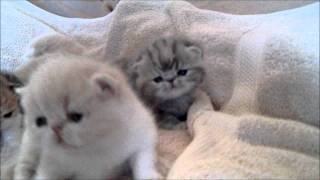 cute exotic shorthaired kitten video1.wmv