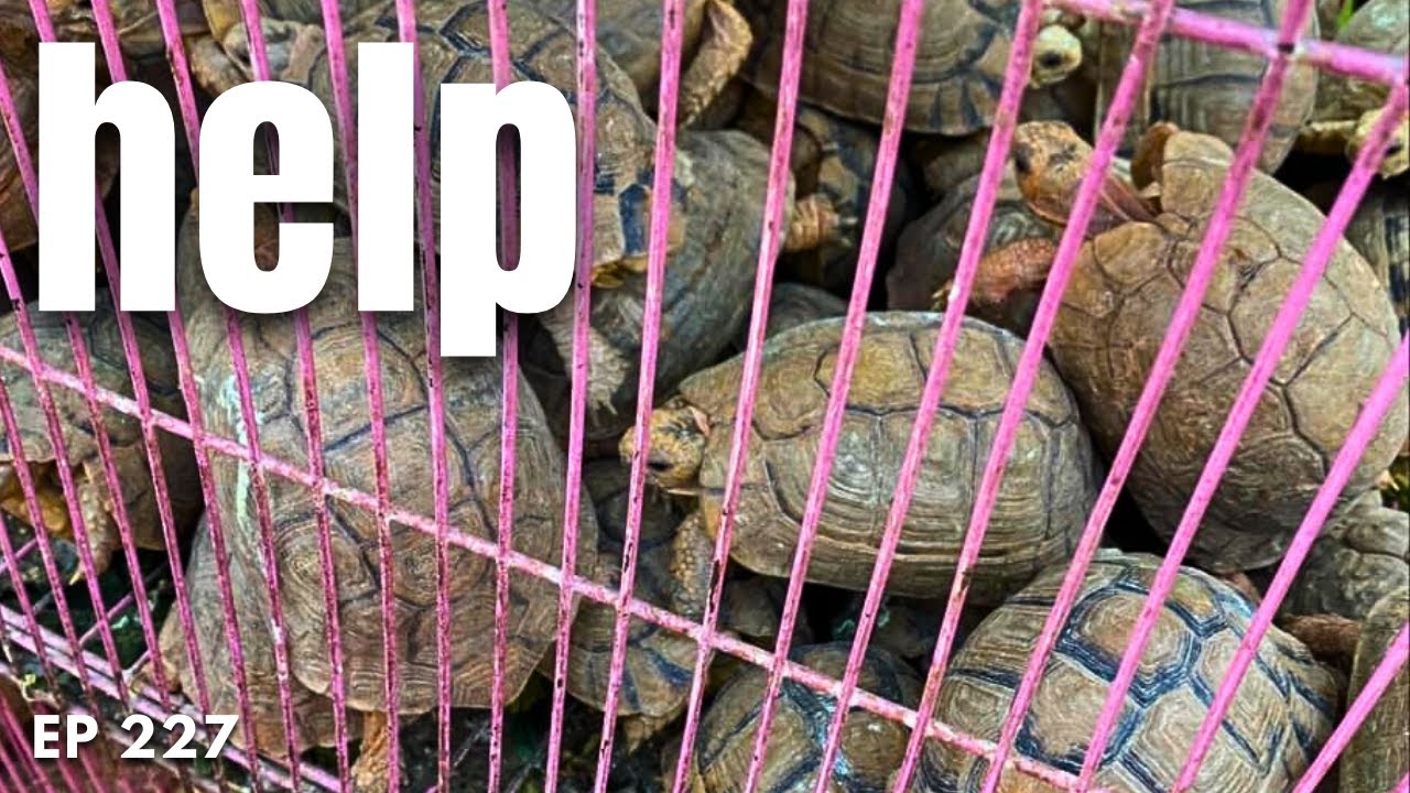 Saving the Egyptian Tortoise from Extinction - Ep. 227