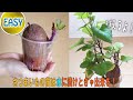 【超簡単】さつまいもの苗は室内で水だけで育ててられる!育てた苗を植えていくよ!How to make a simple sweet potato seedling