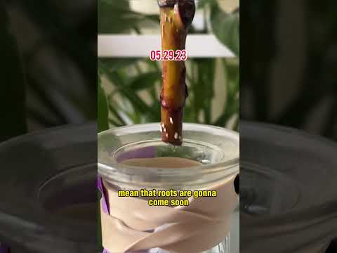 Propagating a Fiddle