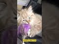 Goose's first toy #ragdollcat
