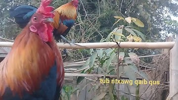 saib 2 tug lau qaib qua zoo dib tuaj zoo nawb