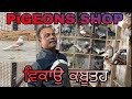 Sheeru pigeons shop  for sale kabuttar bikri ka kabuttar punjab pigeons loftspatiala pet shop
