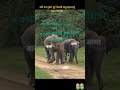 हाम्रो जिन्दगीमा खाडिकाे पीडा नेपालकाे सम्झना धेरै भयाे #elephant #love #nepal #love# elephant