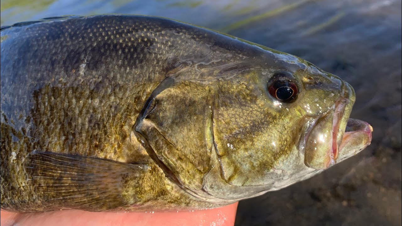 Smallmouth Fishing Loaded spillway in Central Iowa