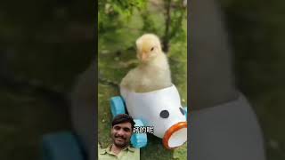 #funnyshorts #chicken #funnyvideos #shortvideo #shorts #animals