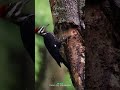 Unraveling woodpecker behavior natures rhythmic symphony  buzzbilt  shorts
