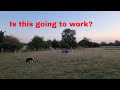 Training My Sheepdog -Slowing Menna down 2nd training session