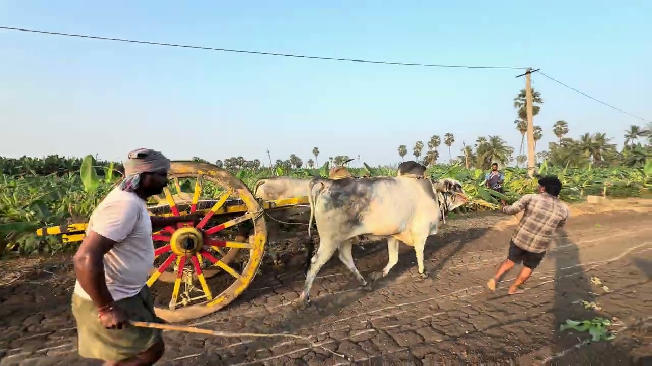 Kosuru Kavi garu Combined KVS BULLS Yadhav | Pedhapulipaka |  Deva Yadhav team | YouTube  | 