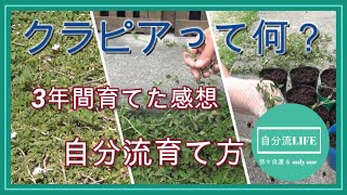 クラピアって何？3年間の自分流育て方【庭 #1】
