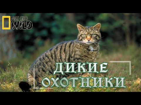 Смотреть мультфильм онлайн дикие коты