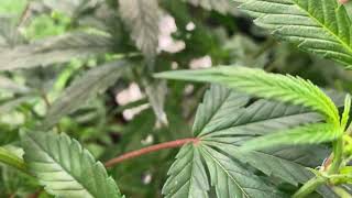 tent 1 update week 1 flower