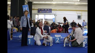 WDS Zagreb 2024  Bulldog  Intermediare female