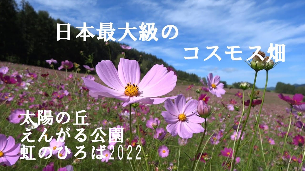 No 97 えんがるコスモス園22 9 2 日本最大級のコスモス畑 遠軽町太陽の丘えんがる公園 虹のひろば Youtube