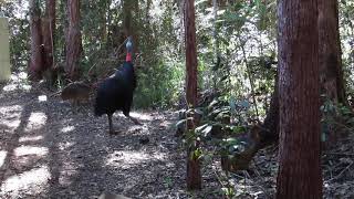 Male Southern Cassowary calling while being chased by female