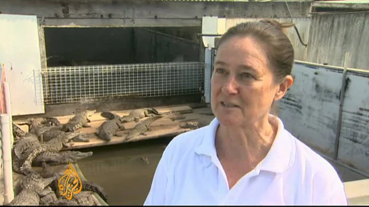 Fashion houses snap up Australian croc farms