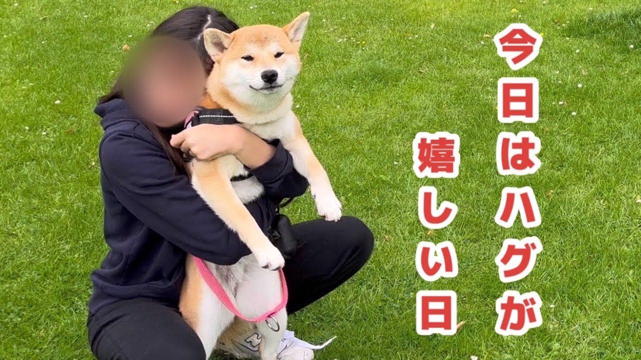 プー様柴犬8キロ×3