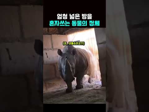 엄청 넓은 방을 혼자쓰는 동물의 정체 thumbnail