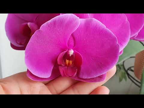 Video: Kas orhideedele meeldib päikeseline aknalaud?
