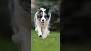 Puppy running is so cute! 小狗跑步的樣子很可愛