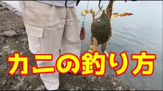 ワタリガニの釣り攻略 よく釣れるおすすめスポットや時期 釣り方を徹底解説します 釣りラボマガジン