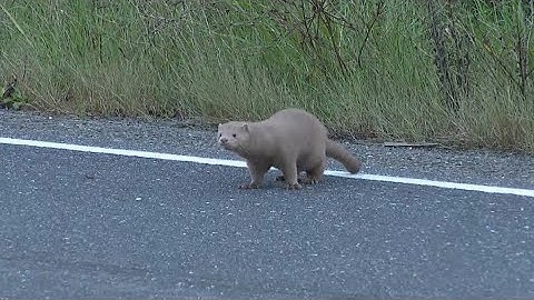 How the mink release can impact the ecosystem