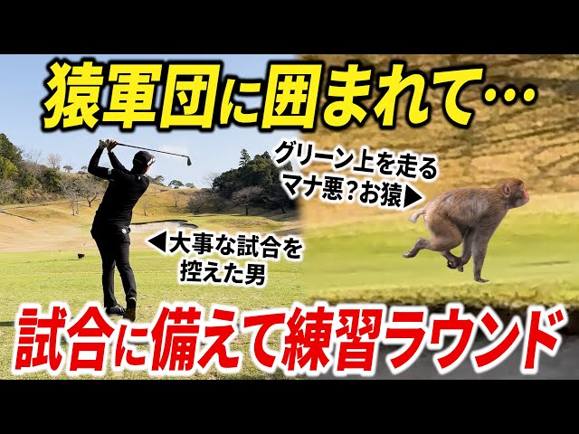 ギャラリー（猿軍団）に囲まれて練習ラウンドしてきた。【京葉インビテーショナルまであと２週間】