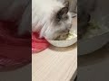 Салат с огурцами  зашёл нормально👌😅 Фаня #котики #юмор #кошкафаня
