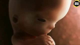 مراحل تكوين الجنين في رحم الأم | الشرح في الوصف.