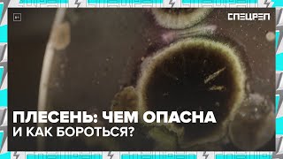 видео: ПЛЕСЕНЬ: есть польза? Какой вред наносит человеку | Спецреп картинка: ПЛЕСЕНЬ: есть польза? Какой вред наносит человеку | Спецреп