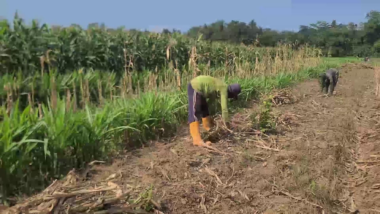 Smart Farmer Techniques for Cleaning Remaining Dry Plant Roots in the Field — Agriculture Farming