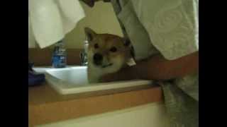 Shiba Scream  BEWARE  柴犬