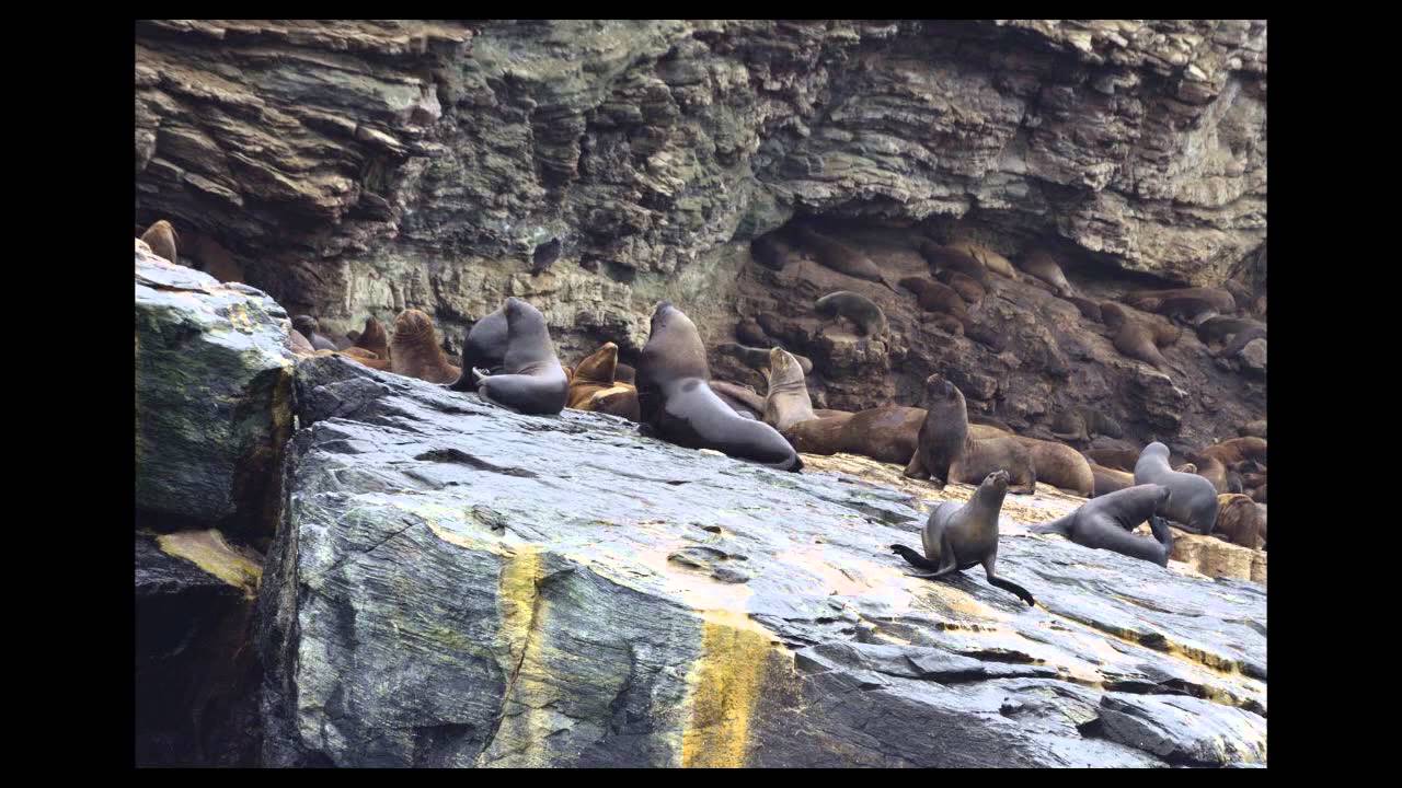 Isla Chañaral, Región de Atacama.