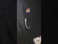 OH NO!! EEL!!🎣😱🚫😳 #fishing #shorts #short #shortvideo #subscribe #shortsvideo #viral #scary #funny