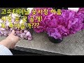 고속터미널 꽃시장 하울, 꽃값 공개! 또 욕먹을까???