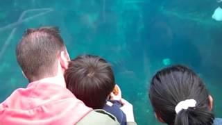 Kids at the Aquarium  Funny Videos Compilation